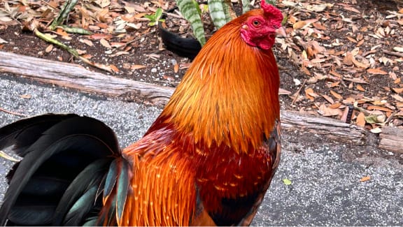 Henry Jr., the Tomlinson Dental rooster