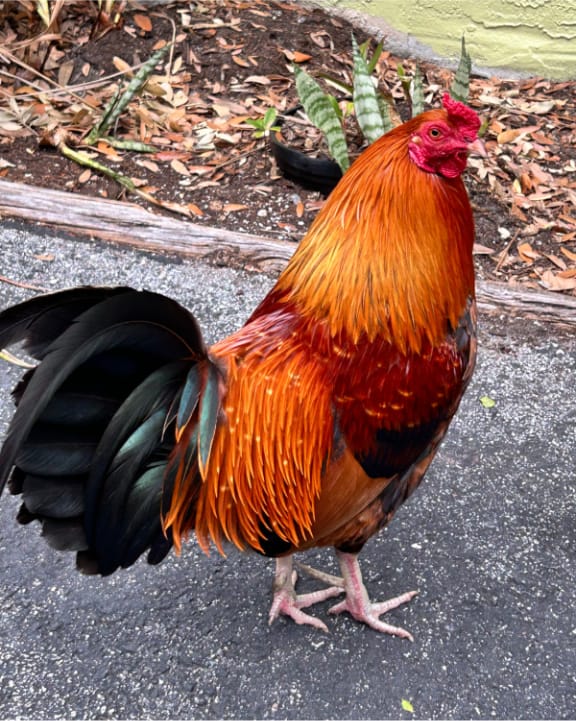Henry Jr., the rooster mascot at Tomlinson Dental